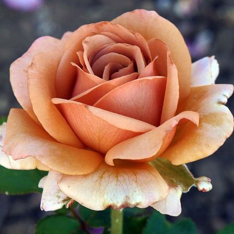 Mocha Rose Plant Seedlings Flower Seeds Perennial Growing Bonsai Corms Tubers Potted Planting Reblooming Fragrant Garden Roots Rhizomes Species Blooms Bulbs Gardening Tree - Seedsplant