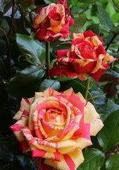 Broceliande Rose Seedlings Flower Seeds Perennial Growing Bonsai Corms Tubers Potted Planting Reblooming Fragrant Garden Roots Rhizomes Species Blooms Plant Bulbs Gardening Tree