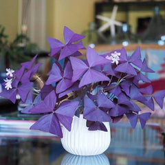 Cheap Purple Oxalis Bulbs Wood Sorrel Shamrock Perennial Growing Bonsai Roots Rhizomes Corms Tubers Potted Planting Reblooming Fragrant Garden Species Blooms Flower Seeds Plant Gardening