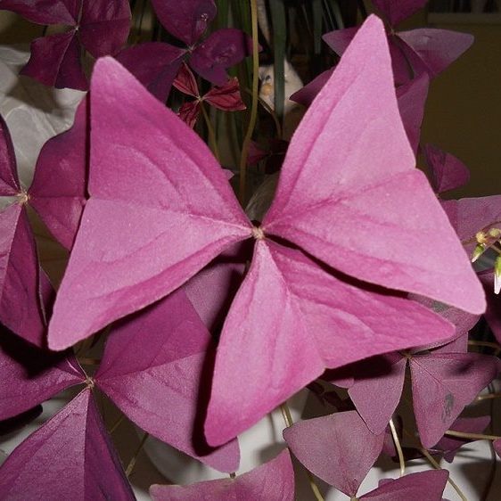Cheap Purple Oxalis Bulbs Wood Sorrel Shamrock Perennial Growing Bonsai Roots Rhizomes Corms Tubers Potted Planting Reblooming Fragrant Garden Species Blooms Flower Seeds Plant Gardening