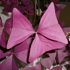 Cheap Purple Oxalis Bulbs Wood Sorrel Shamrock Perennial Growing Bonsai Roots Rhizomes Corms Tubers Potted Planting Reblooming Fragrant Garden Species Blooms Flower Seeds Plant Gardening