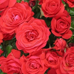 Robert Winston Rose Seedlings Flower Seeds Perennial Growing Bonsai Corms Tubers Potted Planting Reblooming Fragrant Garden Roots Rhizomes Species Blooms Plant Bulbs Gardening Tree