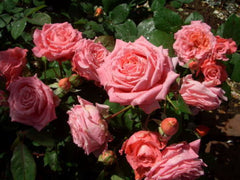 Institut Rose Seedlings Flower Seeds Perennial Growing Bonsai Corms Tubers Potted Planting Reblooming Fragrant Garden Roots Rhizomes Species Blooms Plant Bulbs Gardening Tree