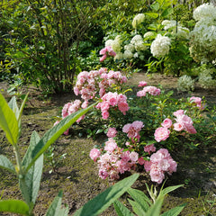 fairy rose seeds Fairy Rose Seedlings Flower Seeds Perennial Growing Bonsai Corms Tubers Potted Planting Reblooming Fragrant Garden Roots Rhizomes Species Blooms Plant Bulbs Gardening Tree