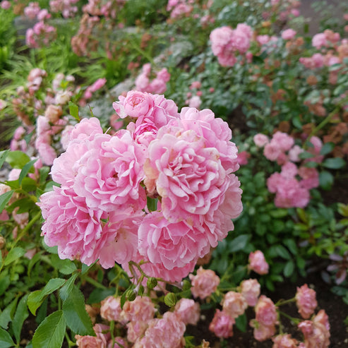 Fairy Rose Seedlings Flower Seeds Perennial Growing Bonsai Corms Tubers Potted Planting Reblooming Fragrant Garden Roots Rhizomes Species Blooms Plant Bulbs Gardening Tree