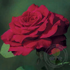 Smooth Velvet Rose Seedlings Flower Seeds Perennial Growing Bonsai Corms Tubers Potted Planting Reblooming Fragrant Garden Roots Rhizomes Species Blooms Plant Bulbs Gardening Tree