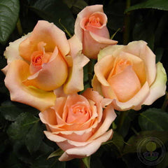 Sing verilia Rose Seedlings Flower Seeds Perennial Growing Bonsai Corms Tubers Potted Planting Reblooming Fragrant Garden Roots Rhizomes Species Blooms Plant Bulbs Gardening Tree