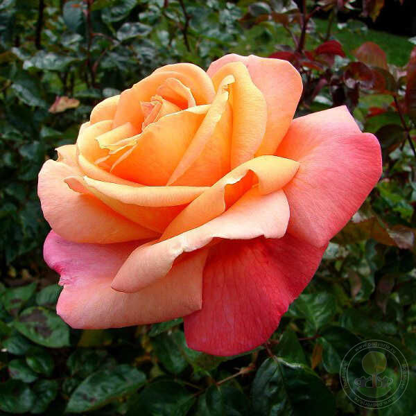 Rare Blue Rose Seedlings Flower Seeds Perennial Growing Bonsai Corms Tubers Potted Planting Reblooming Fragrant Garden Roots Rhizomes Species Blooms Plant Bulbs Gardening Tree