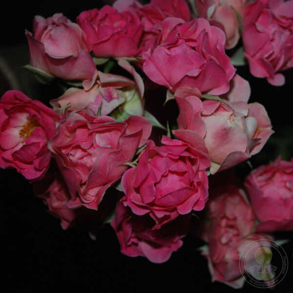 Princesse Josephine Charlotte Rose Seedlings Flower Seeds Perennial Growing Bonsai Corms Tubers Potted Planting Reblooming Fragrant Garden Roots Rhizomes Species Blooms Plant Bulbs Gardening Tree