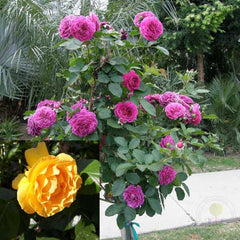 Ebb Tide + Julia Child Rose Seedlings Flower Seeds Perennial Growing Bonsai Corms Tubers Potted Planting Reblooming Fragrant Garden Roots Rhizomes Species Blooms Plant Bulbs Gardening Tree