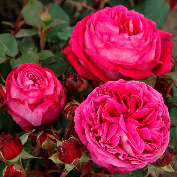 Freifrau Carolina Rose Seedlings Flower Seeds Perennial Growing Bonsai Corms Tubers Potted Planting Reblooming Fragrant Garden Roots Rhizomes Species Blooms Plant Bulbs Gardening Tree