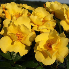 Lemon feese Rose Seedlings Flower Seeds Perennial Growing Bonsai Corms Tubers Potted Planting Reblooming Fragrant Garden Roots Rhizomes Species Blooms Plant Bulbs Gardening Tree - Seedsplant