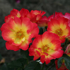 Summer of love Rose Seedlings Flower Seeds Perennial Growing Bonsai Corms Tubers Potted Planting Reblooming Fragrant Garden Roots Rhizomes Species Blooms Plant Bulbs Gardening Tree