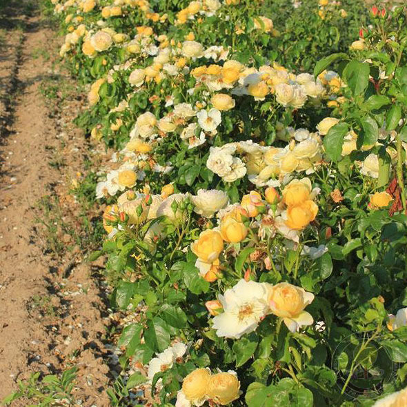 Chateau DE cheivergne Rose Seedlings Flower Seeds Perennial Growing Bonsai Corms Tubers Potted Planting Reblooming Fragrant Garden Roots Rhizomes Species Blooms Plant Bulbs Gardening Tree - Seedsplant
