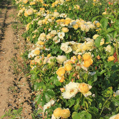 Chateau DE cheivergne Rose Seedlings Flower Seeds Perennial Growing Bonsai Corms Tubers Potted Planting Reblooming Fragrant Garden Roots Rhizomes Species Blooms Plant Bulbs Gardening Tree - Seedsplant