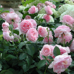 Eckhart witzigmann Rose Seedlings Flower Seeds Perennial Growing Bonsai Corms Tubers Potted Planting Reblooming Fragrant Garden Roots Rhizomes Species Blooms Plant Bulbs Gardening Tree
