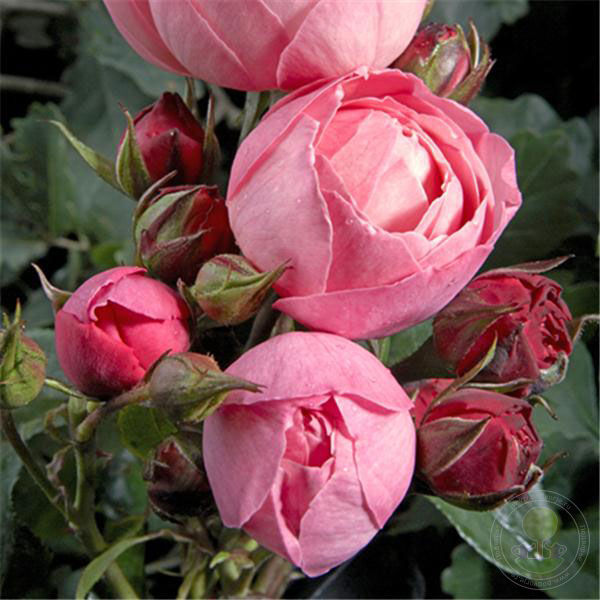 Raymond Blanc Rose Seedlings Flower Seeds Perennial Growing Bonsai Corms Tubers Potted Planting Reblooming Fragrant Garden Roots Rhizomes Species Blooms Plant Bulbs Gardening Tree