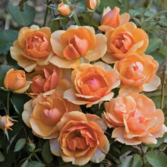 Francesca marzotto caotorta Rose Seedlings Flower Seeds Perennial Growing Bonsai Corms Tubers Potted Planting Reblooming Fragrant Garden Roots Rhizomes Species Blooms Plant Bulbs Gardening Tree - Seedsplant