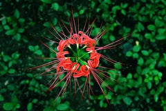 Ok Aurea Lycoris Spider Lilies Bulbs Radiata Hurricane Lily Cluster Amayllis Growing Bonsai Roots Rhizomes Corms Tubers Potted Planting Reblooming Fragrant Garden Species Blooms Flower Seeds Plant Gardening