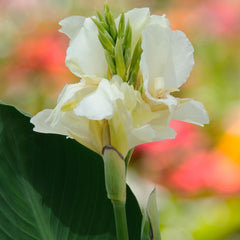 Variegated Canna Bulbs Perennial Growing Bonsai Roots Rhizomes Corms Tubers Potted Planting Reblooming Fragrant Garden Species Blooms Flower Seeds Plant Gardening