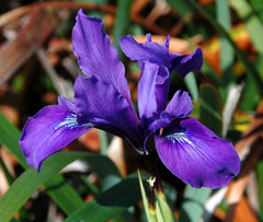 Iris Douglasiana Herbert Bearded Iris Species Growing Bonsai Bulbs Roots Rhizomes Corms Tubers Potted Planting Reblooming Fragrant Garden Flower Seeds Plant