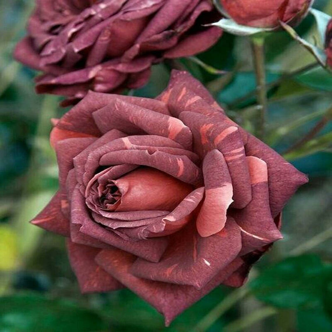 Brown Pink Rose Seedlings Flower Seeds Perennial Growing Bonsai Corms Tubers Potted Planting Reblooming Fragrant Garden Roots Rhizomes Species Blooms Plant Bulbs Gardening Tree - Seedsplant