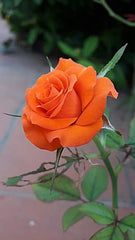 Orange Rose Seedlings Flower Seeds Perennial Growing Bonsai Corms Tubers Potted Planting Reblooming Fragrant Garden Roots Rhizomes Species Blooms Plant Bulbs Gardening Tree