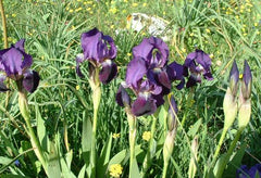 Iris Species More Variations Including Pure White Form White Standards Pale Violet Falls Gray Lavender Finally Vigorous Clump Garden Flower Seeds Plant