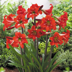 Sonatini Collection Amaryllis Hippeastrum Blooms Species Growing Bonsai Bulbs Roots Rhizomes Corms Tubers Potted Planting Reblooming Fragrant Garden Flower Seeds Plant  Size 12-16cm