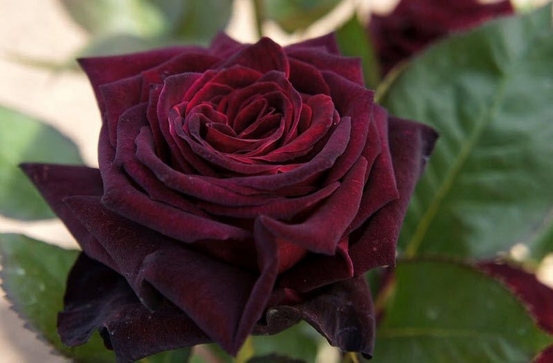 Burgundy Rose Seedlings Flower Seeds Perennial Growing Bonsai Corms Tubers Potted Planting Reblooming Fragrant Garden Roots Rhizomes Species Blooms Plant Bulbs Gardening Tree