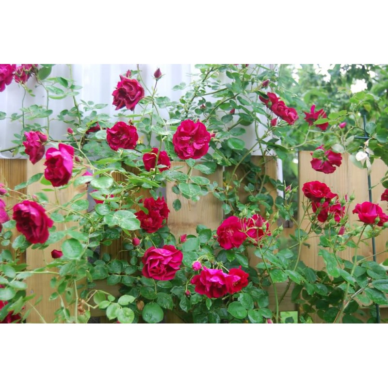Red Climbing Rose Seedlings Flower Seeds Perennial Growing Bonsai Corms Tubers Potted Planting Reblooming Fragrant Garden Roots Rhizomes Species Blooms Plant Bulbs Gardening Tree