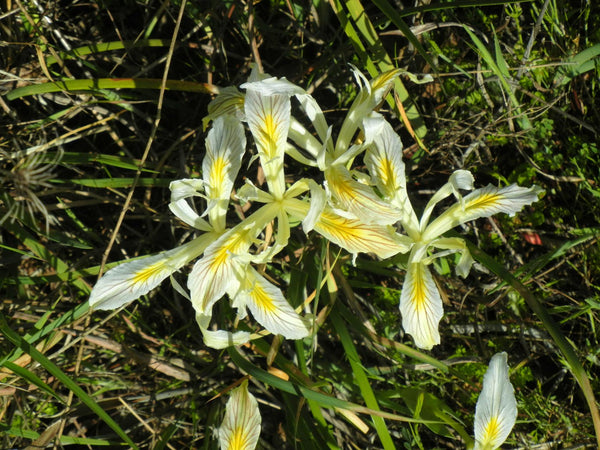 Iris Chrysophylla Howell Bearded Iris Species Growing Bonsai Bulbs Roots Rhizomes Corms Tubers Potted Planting Reblooming Fragrant Garden Flower Seeds Plant