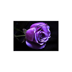Purple Rose Seedlings Flower Seeds Perennial Growing Bonsai Corms Tubers Potted Planting Reblooming Fragrant Garden Roots Rhizomes Species Blooms Plant Bulbs Gardening Tree