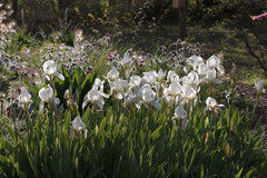 Iris albicans Lange Bearded Iris Species Growing Bonsai Bulbs Roots Rhizomes Corms Tubers Potted Planting Reblooming Fragrant Garden Flower Seeds Plant - Seedsplant