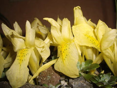 Iris Winogradowii Fomin Has Pale Primose Yellow Flower Green Spots Falls Rhizomes Corms Tubers Potted Planting Reblooming Fragrant Garden Flower Seeds Plant