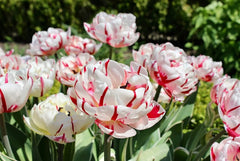 Finola Double Tulip 2 Bulbs Flower Bulbs Peony Tulips Fragrant Spring May Flowers