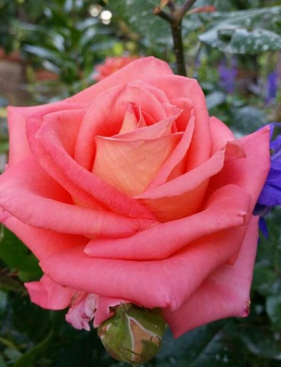 Salmon Pink Rose Seedlings Flower Seeds Perennial Growing Bonsai Corms Tubers Potted Planting Reblooming Fragrant Garden Roots Rhizomes Species Blooms Plant Bulbs Gardening Tree