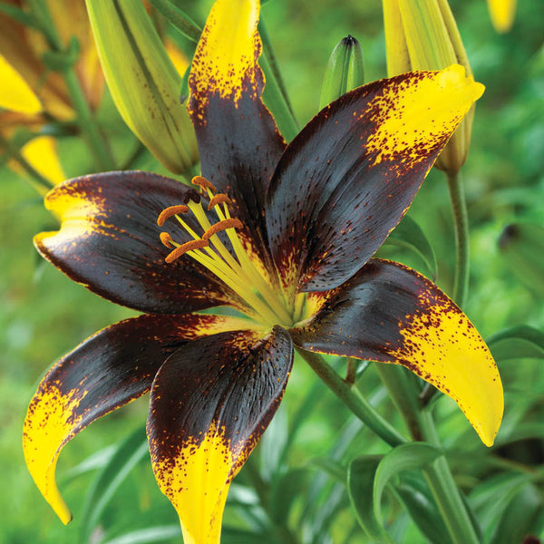 Classic Fragrant Lily Blooms Species Growing Bonsai Bulbs Roots Rhizomes Corms Tubers Potted Planting Reblooming Garden Flower Seeds Plant