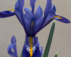 Iris Harmony Contrast Blue and Yellow Bearded Iris Species Growing Bonsai Bulbs Roots Rhizomes Corms Tubers Potted Planting Reblooming Fragrant Garden Flower Seeds Plant