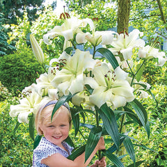 Great Expectations Lily Tree Collection Lily Blooms Species Growing Bonsai Bulbs Roots Rhizomes Corms Tubers Potted Planting Reblooming Fragrant Garden Flower Seeds Plant - Seedsplant