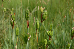 Iris Sibirica Has Blue Violet And Occasionally White Flowers And Native Italy Garden Flower Seeds Plant