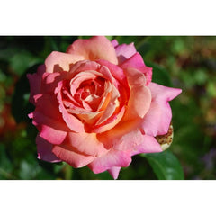 Pink Climbing Rose Seedlings Flower Seeds Perennial Growing Bonsai Corms Tubers Potted Planting Reblooming Fragrant Garden Roots Rhizomes Species Blooms Plant Bulbs Gardening Tree