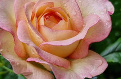 Perfume Kisses Rose Seedlings Flower Seeds Perennial Growing Bonsai Corms Tubers Potted Planting Reblooming Fragrant Garden Roots Rhizomes Species Blooms Plant Bulbs Gardening Tree