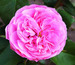 Allure Rose Seedlings Flower Seeds Perennial Growing Bonsai Corms Tubers Potted Planting Reblooming Fragrant Garden Roots Rhizomes Species Blooms Plant Bulbs Gardening Tree