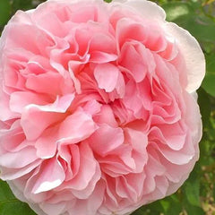 Eglantine Rose Seedlings Flower Seeds Perennial Growing Bonsai Corms Tubers Potted Planting Reblooming Fragrant Garden Roots Rhizomes Species Blooms Plant Bulbs Gardening Tree