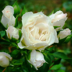 Mix Colors Rose Seedlings Flower Seeds Perennial Growing Bonsai Corms Tubers Potted Planting Reblooming Fragrant Garden Roots Rhizomes Species Blooms Plant Bulbs Gardening Tree