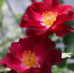 Night Owl Rose Seedlings Flower Seeds Perennial Growing Bonsai Corms Tubers Potted Planting Reblooming Fragrant Garden Roots Rhizomes Species Blooms Plant Bulbs Gardening Tree