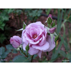 Light Pink Rose Seedlings Flower Seeds Perennial Growing Bonsai Corms Tubers Potted Planting Reblooming Fragrant Garden Roots Rhizomes Species Blooms Plant Bulbs Gardening Tree