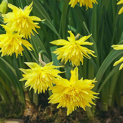 Double Daffodil Rip Van Winkle Narcissus Bulbs Blooms Species Growing Bonsai Roots Rhizomes Corms Tubers Potted Planting Reblooming Fragrant Garden Flower Seeds Plant
