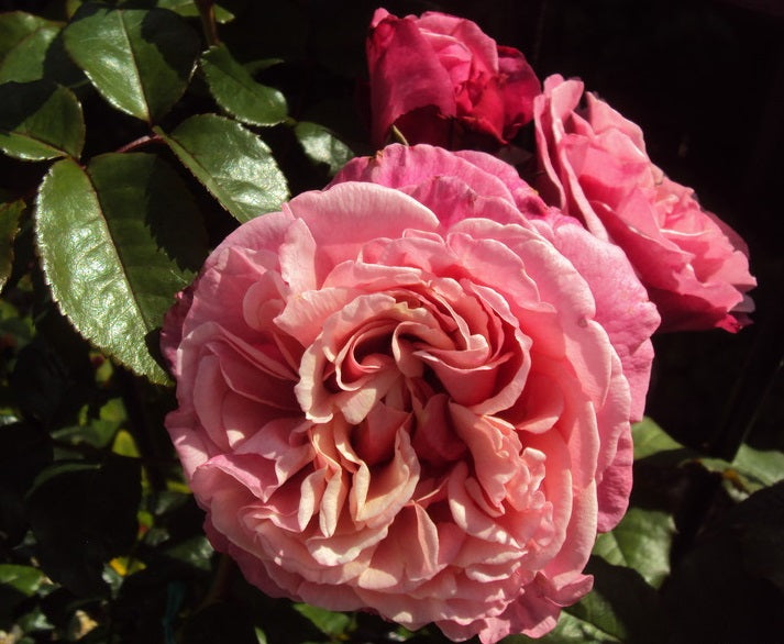 La Gaite Rose Seedlings Flower Seeds Perennial Growing Bonsai Corms Tubers Potted Planting Reblooming Fragrant Garden Roots Rhizomes Species Blooms Plant Bulbs Gardening Tree - Seedsplant